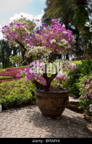 Contenitore piantagione di arbusti in giardino alla francese a Suan Nong Nooch o NongNooch Tropical Botanical Garden Resort, Chon Buri, Pattaya, Thailandia, Asia Foto Stock