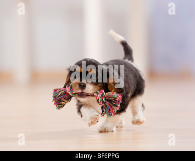 Cavalier King Charles Spaniel cane - cucciolo giocattolo con Foto Stock