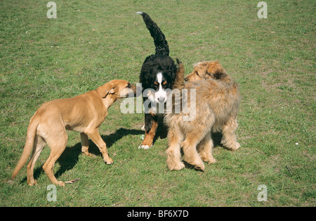 Tre cani differenti sul prato Foto Stock