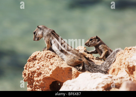 Due Barbary Scoiattoli di terra / Atlantoxerus getulus Foto Stock