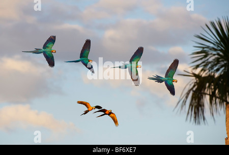 Blu-Giallo Macaws - battenti / Ara ararauna Foto Stock