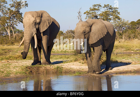 Due elefanti africani al foro di acqua / Loxodonta africana Foto Stock