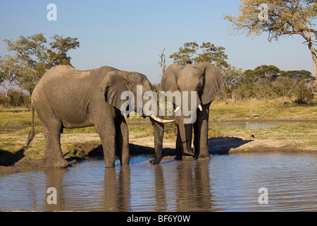 Due elefanti africani al foro di acqua / Loxodonta africana Foto Stock