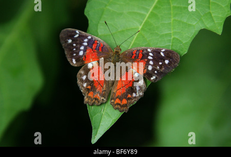 Peacock O Scarlet Peacock Butterfly, Anartia Amathea, Nymphalidae, Aka Il Coolie. America Del Sud Tropicale. Foto Stock