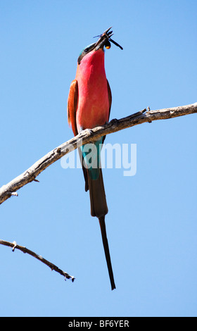 Southern Carmine gruccione con preda sulla filiale / Merops nubicoides Foto Stock