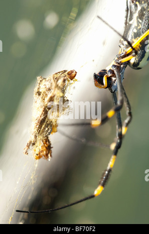 Golden Orb spider Nephila pilipes ragno in Africa Africa Africa willdife aracnidi Spider sul web Foto Stock