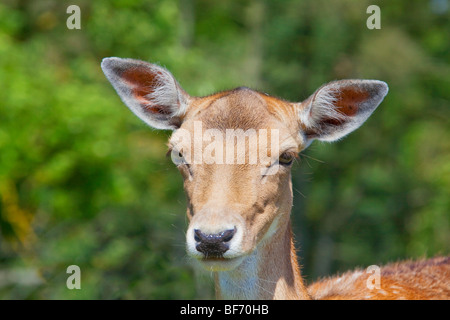 Daini - femmina - Ritratto / Cervus dama Foto Stock