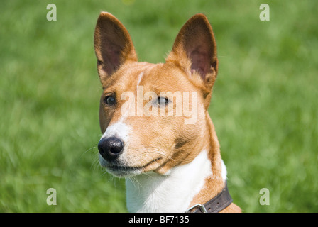 Basenji dog - Ritratto Foto Stock