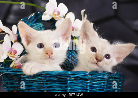 E Balinese gatto siamese gatto - gattini nel cesto Foto Stock