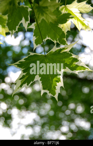 Dettaglio dell'unica colorazione del fogliame di un arlecchino maple leaf Foto Stock