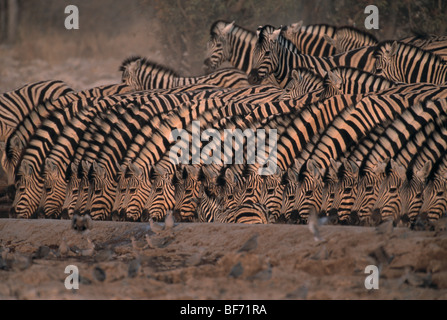 La burchell zebra, zebra, Equus burchelli Foto Stock