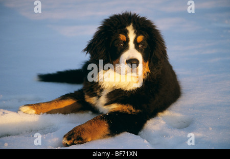 Bovaro del Bernese - giacente nella neve Foto Stock