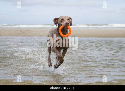 Weimaraner cane - in esecuzione in acqua Foto Stock