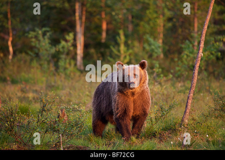 Orso bruno - permanente al bordo della foresta / Ursus arctos Foto Stock