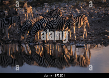 La burchell zebra, zebra, Equus burchelli Foto Stock