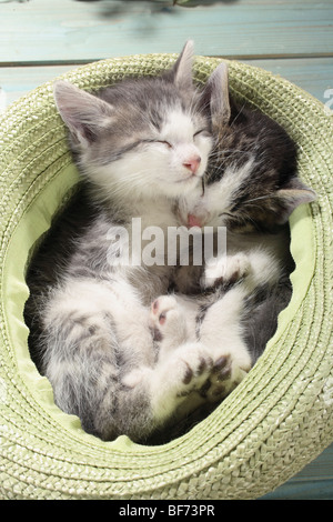 Il gatto domestico - due gattini dormono in hat Foto Stock