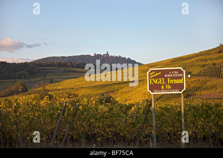 Bergheim vigneto paesaggio lungo la Route des vins villaggi, Autunno, Alsace Haut Rhin, Francia 099693 Alsazia Foto Stock