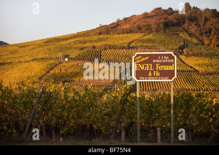 Bergheim vigneto paesaggio lungo la Route des vins villaggi, Autunno, Alsace Haut Rhin, Francia 099694 Alsazia Foto Stock