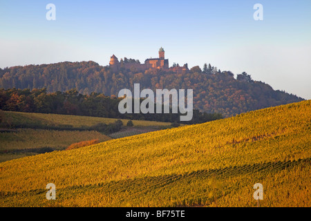 Bergheim vigneto paesaggio lungo la Route des vins villaggi, Autunno, Alsace Haut Rhin, Francia 099696 Alsazia Foto Stock