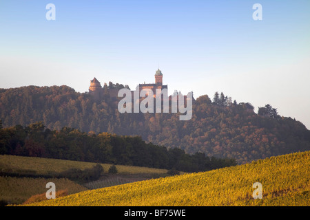 Bergheim Haut Koenigsbourg vigneto paesaggio lungo la Route des vins villaggi, Autunno, Alsace Haut Rhin, Francia 099697 Alsazia Foto Stock