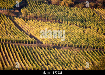 Vigneti Haut Koenigsbourg vigneto paesaggio lungo la Route des vins villaggi, Autunno, Alsace Haut Rhin, Francia 099699 Alsazia Foto Stock