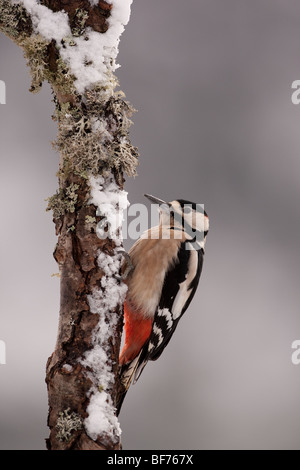 Picchio rosso maggiore (Dendrocopos major) su un albero di neve Foto Stock