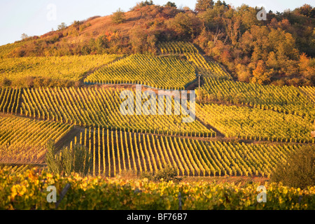 Vigneti Haut Koenigsbourg vigneto paesaggio lungo la Route des vins villaggi, Autunno, Alsace Haut Rhin, Francia 099702 Alsazia Foto Stock