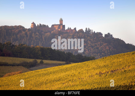 Bergheim Haut Koenigsbourg vigneto paesaggio lungo la Route des vins villaggi, Autunno, Alsace Haut Rhin, Francia 099698 Alsazia Foto Stock