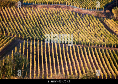 Vigneti Haut Koenigsbourg vigneto paesaggio lungo la Route des vins villaggi, Autunno, Alsace Haut Rhin, Francia 099700 Alsazia Foto Stock