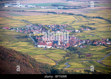 Rorschwih Haut Koenigsbourg vigneto paesaggio lungo la Route des vins villaggi, Autunno, Alsace Haut Rhin, Francia 099719 Alsazia Foto Stock