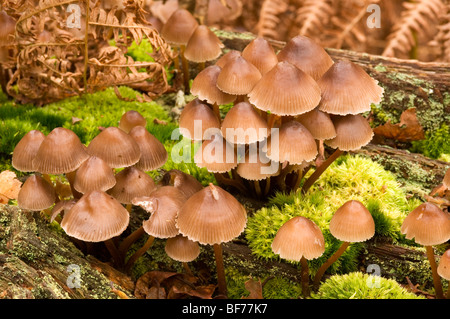 Oak Bonnet-Cap Mycena inclinata Foto Stock