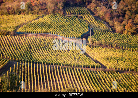 Vigneti Haut Koenigsbourg vigneto paesaggio lungo la Route des vins villaggi, Autunno, Alsace Haut Rhin, Francia 099701 Alsazia Foto Stock