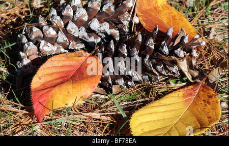 Pigne e foglie di autunno di rosso e oro. Molto attraente shot. Foto Stock