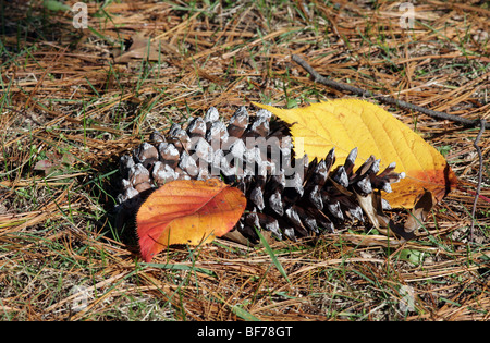 Pigne e foglie di autunno di rosso e oro. Molto attraente shot. Foto Stock