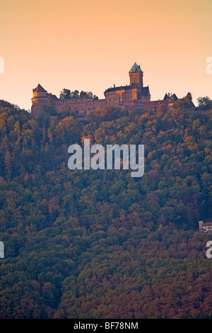 Rorschwihr Haut Koenigsbourg vigneto paesaggio lungo la Route des vins villaggi,l'autunno, Alsace Haut Rhin,Francia 099710 Alsazia Foto Stock