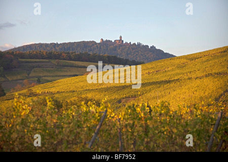 Bergheim vigneto paesaggio lungo la Route des vins villaggi, Autunno, Alsace Haut Rhin, Francia 099695 Alsazia Foto Stock