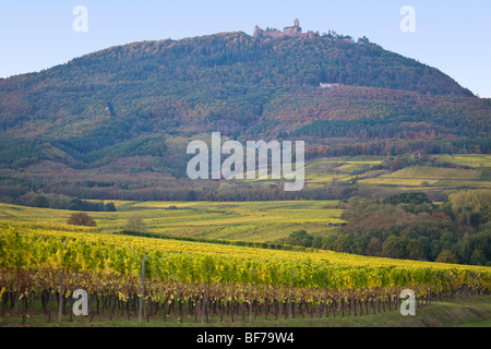 Rorschwih Haut Koenigsbourg vigneto paesaggio lungo la Route des vins villaggi, Autunno, Alsace Haut Rhin, Francia 099714 Alsazia Foto Stock