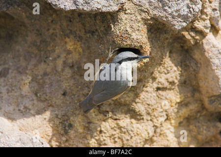 Roccia occidentale picchio muratore Sitta neumayer adulto aggrappati a nido il foro di entrata sulla roccia in Lesvos, Grecia in aprile. Foto Stock