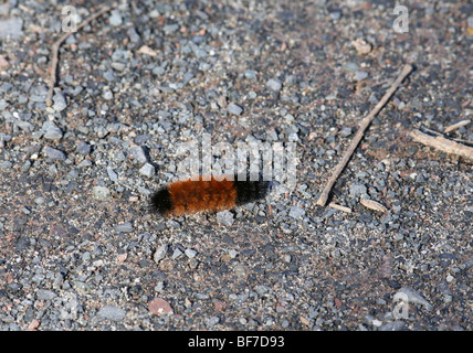 Lanosi Bear caterpillar da Isabella Tiger moth strisciando sul terreno pietroso. Foto Stock