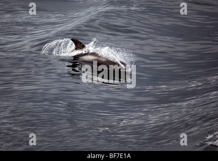 Dal becco bianco Dolphin (Lagenorhynchus albirostris) onde surf Faxafloi Bay, Islanda. Foto Stock