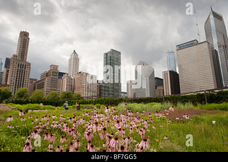 Cono viola fiore e betony fiore nel giardino Lurie, Millennium Park di Chicago, Illinois, Stati Uniti d'America Foto Stock