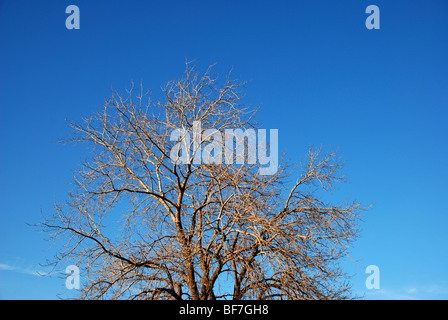 Albero senza foglie contro il cielo blu Foto Stock