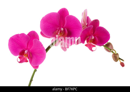 Rosa Orchidea falena con sfondo bianco Foto Stock