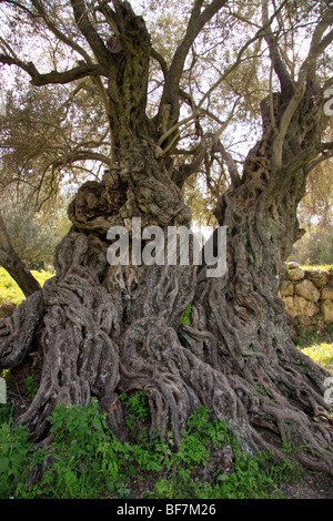 Israele, Shephelah, l'albero di oliva antico in Beth Gemel Foto Stock