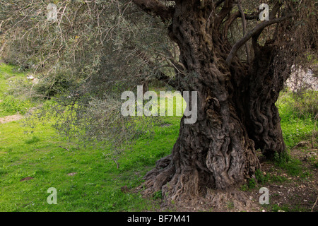 Israele, Shephelah, l'albero di oliva antico in Beth Gemel Foto Stock