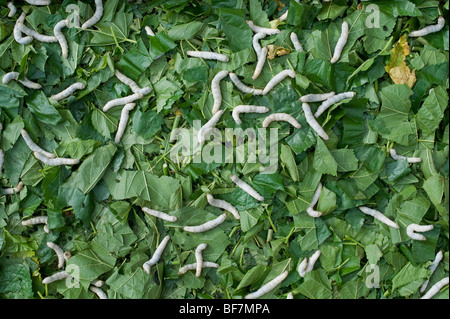 I bachi da seta di mangiare le foglie di gelso per la produzione di seta in una fattoria indiana. Andhra Pradesh, India Foto Stock