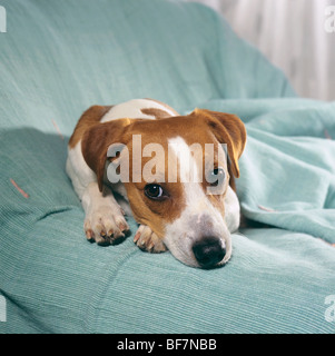 Jack Russell Terrier cane - sdraiato su una poltrona Foto Stock