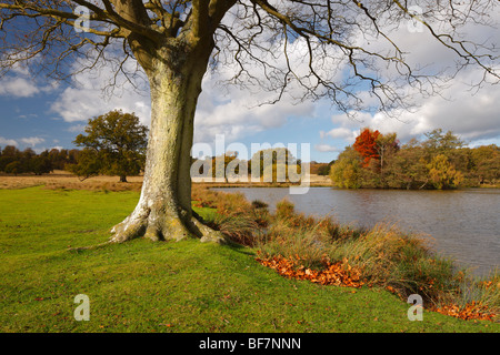 Petworth Park, Petworth, West Sussex, in Inghilterra, Regno Unito. Foto Stock