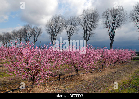 Cambiamenti climatici: alberi di pesco in fiore in febbraio Foto Stock