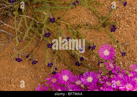 Peliostomum virgatum (karoo famiglia viola) con un magenta mesemb Drosanthemum hispidum; Namaqua deserto, Sud Africa Foto Stock